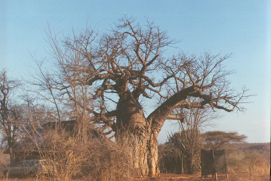 Mabalauta
