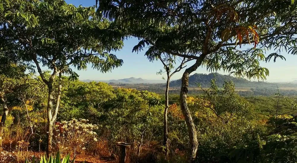 Musangano