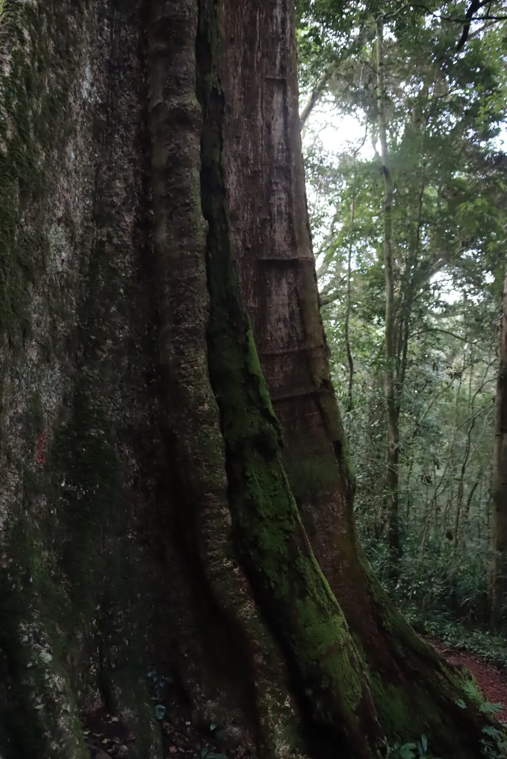 Chirinda Forest