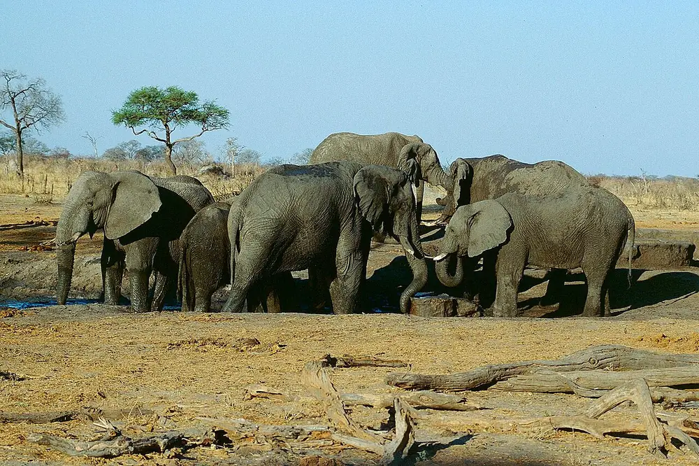Hwange National Park