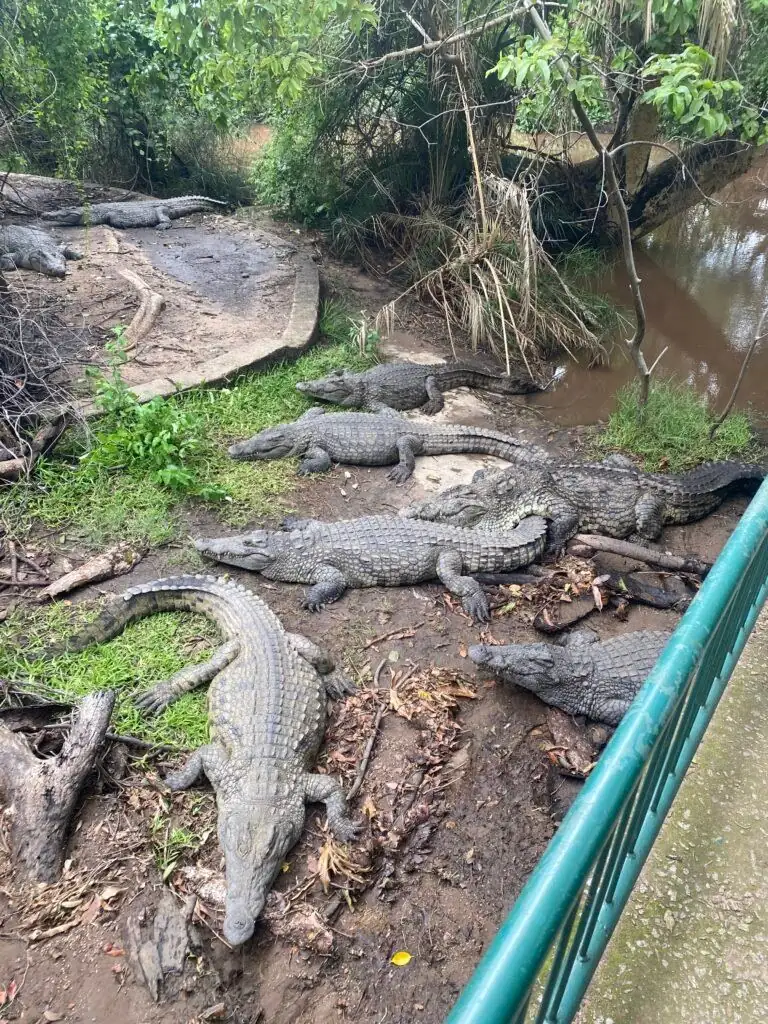 Victoria Falls Crocodile Park