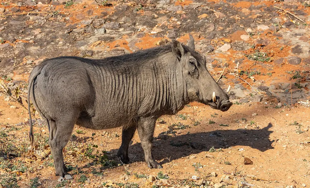Zambezi National Park